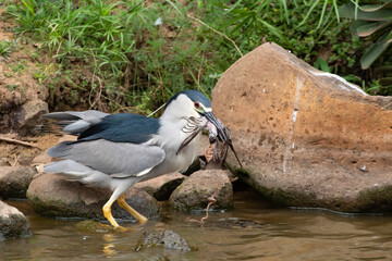 A Black Crowned night Heron eating its prey