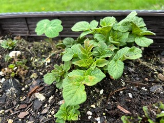 Sprouting potato plants close up