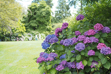 Pink and Purple Hydrangea in the Garden