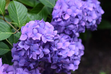 Fototapeta premium Beautiful Purple Hydrangea - Close up, Chic Image