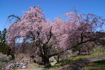 小川村にある番所の桜