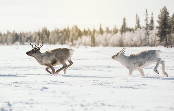 Wild Reindeer In The Snow Running