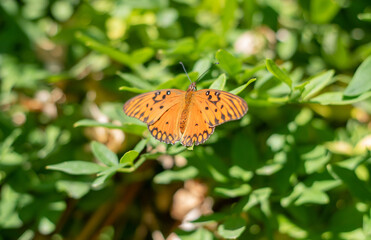 Orange butterfly on green background