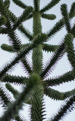 Symmetrical monkey puzzles with pointed leaves