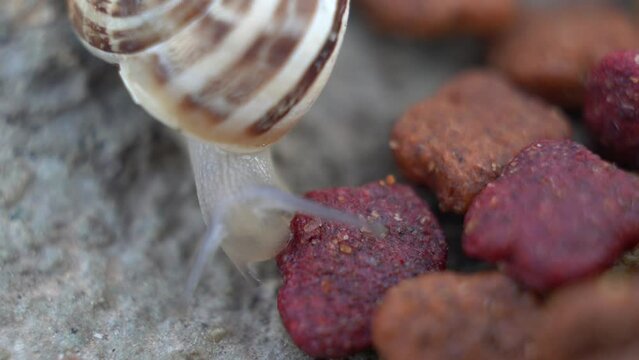 Macro photography, snail eats dry food