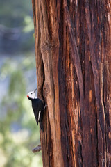 woodpecker on a tree
