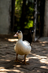 Fototapeta premium duck in the park