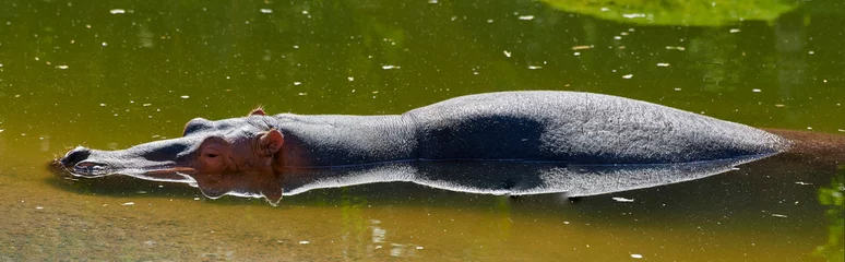 Fototapeten hipopótamo  © fergomez