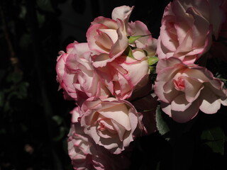 OLYM日差しを浴びる薄いピンクのバラのアップ
PUS DIGITAL CAMERA