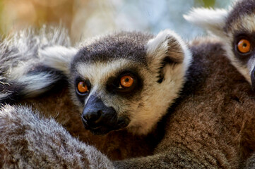 madagascar