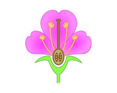 Scientific Designing of Flower Anatomy. Parts of Flower Structure. Colorful Symbols. Vector Illustration.	