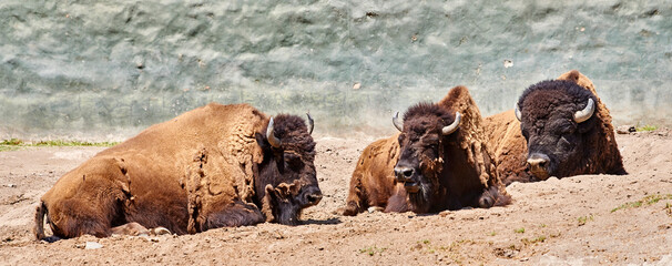 búfalo