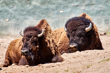 búfalo