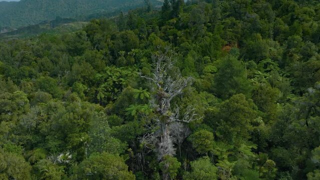 Dead kauri tree, coromandel ranges, New Zealand