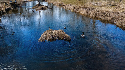 Ducks swimming in a creek filled by springtime snow melt in rural wisconsin