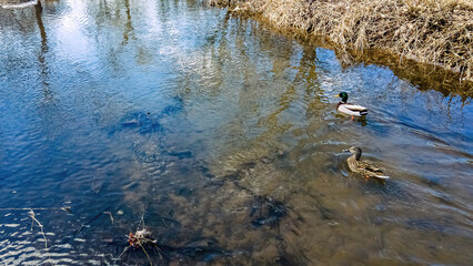 Ducks swimming in a creek filled by springtime snow melt in rural wisconsin