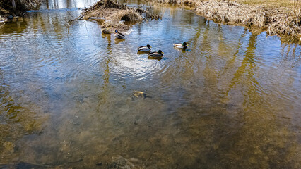 Ducks swimming in a creek filled by springtime snow melt in rural wisconsin