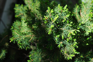 Evergreen pine fir spruce branch and foliage with fresh spring buds natural closeup background texture photo with copy space. Bright green design template.