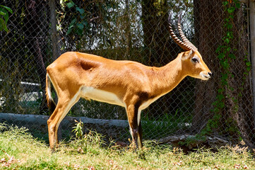 antilopes