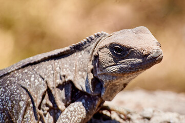 iguana