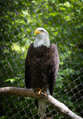 american bald eagle