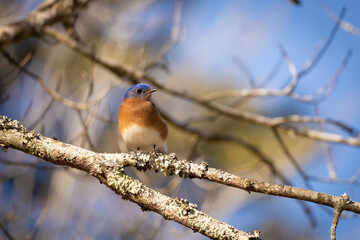 robin perched on a branch