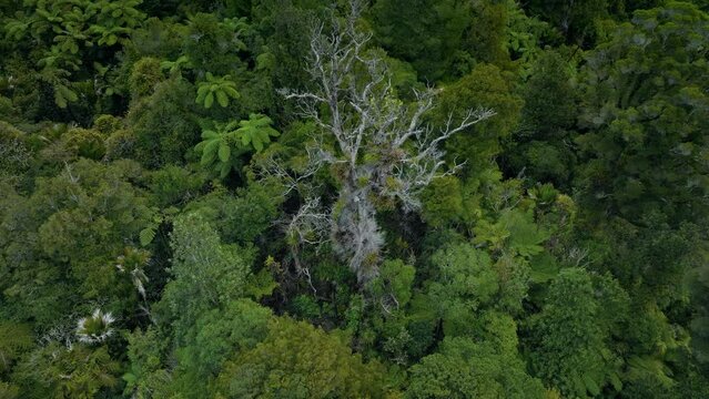 Dead kauri tree, coromandel ranges, New Zealand