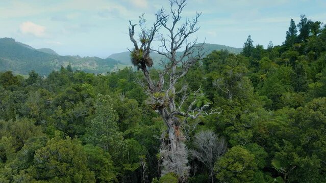Dead kauri tree, coromandel ranges, New Zealand