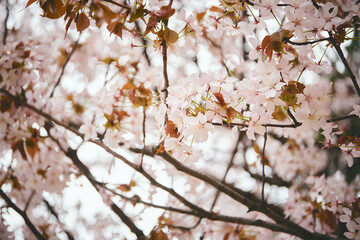 桜/Cherry Blossoms