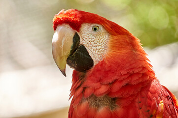 guacamaya © fergomez