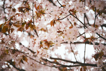 桜/Cherry Blossoms