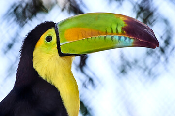 tucan
