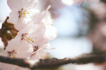 桜/Cherry Blossoms
