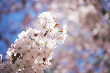 桜/Cherry Blossoms