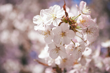 桜/Cherry Blossoms