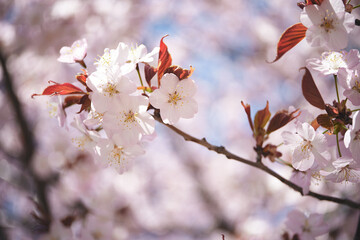 桜/Cherry Blossoms