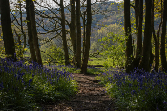 a path leading down a forest filled with bluebells
