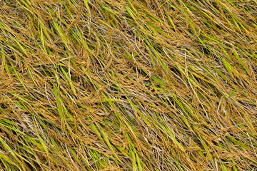 Harvested paddy on the field land. overhead view.