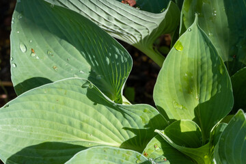 ホスタの葉
