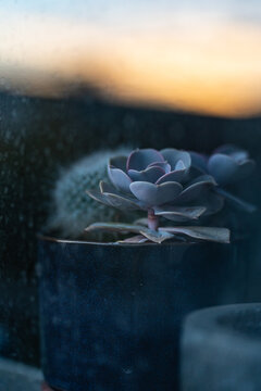 Cactus and Succulent Houseplants through a Window at Sunset