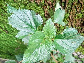 leaves of a tree