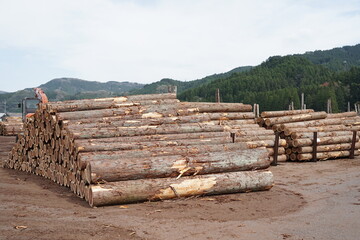 貯木場に置かれている木材