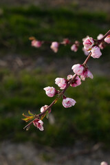 fiori di pesco rosa su alberi da frutto in primavera