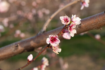 fiori di pesco rosa su alberi da frutto in primavera