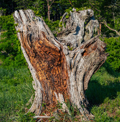 森で見つけた古い切り株