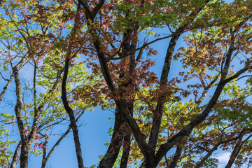 春のモミジ林の風景