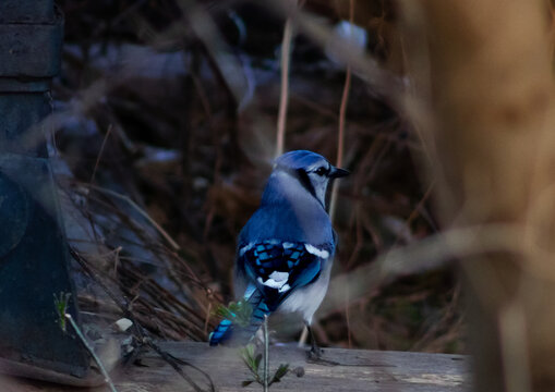 Blue Jay on Ground in wooded area
