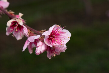 fiori di pesco rosa su alberi da frutto in primavera