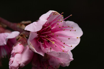 fiori di pesco rosa su alberi da frutto in primavera © enrico