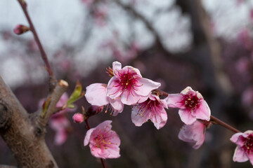 fiori di pesco rosa su alberi da frutto in primavera